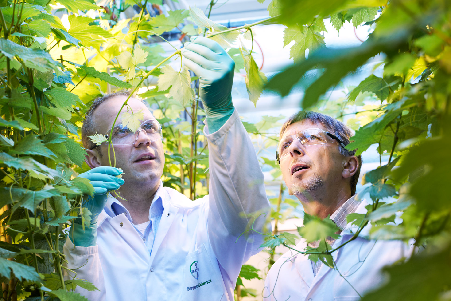 Bayer convida pesquisadores a enviar novos compostos de proteção de cultivos por meio do Testing4Ag