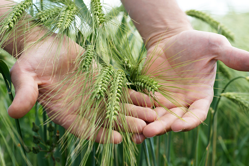 El uso de productos biológicos fomenta la sostenibilidad agrícola