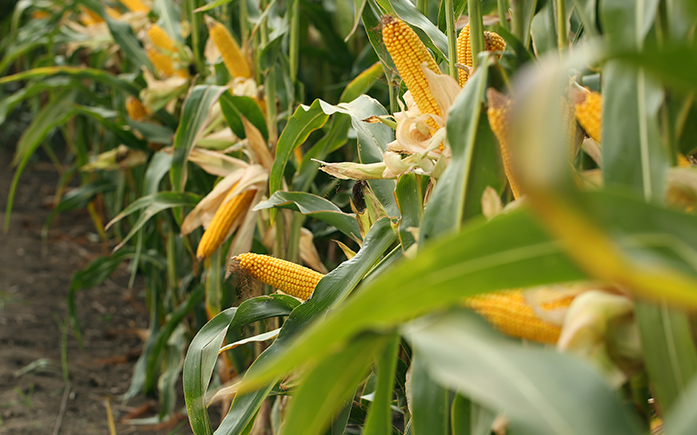 <strong>Maíces de baja estatura: una nueva forma de cultivar maíz</strong>